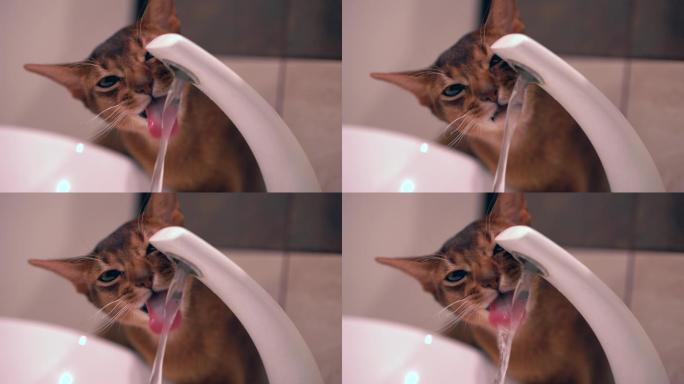 可爱的猫正在喝水豹猫花猫解渴