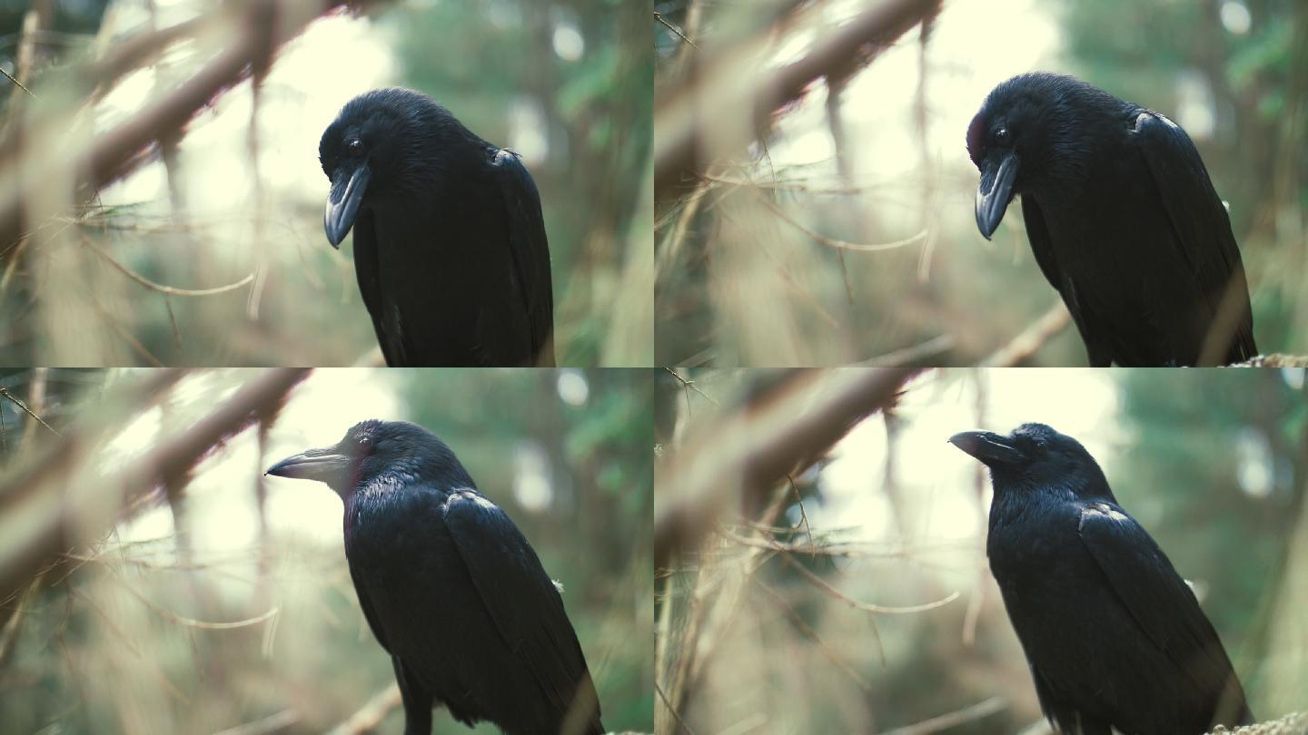 黑乌鸦实拍视频素材