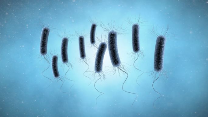 铜绿假单胞菌肠道肠胃益生菌消化三维动画系
