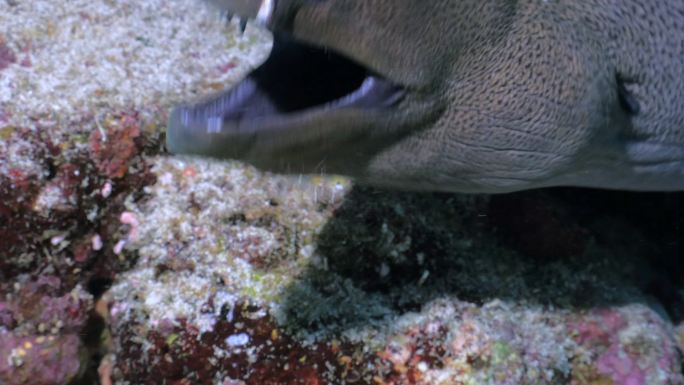 巨型海鳗大海深海水底物种种类