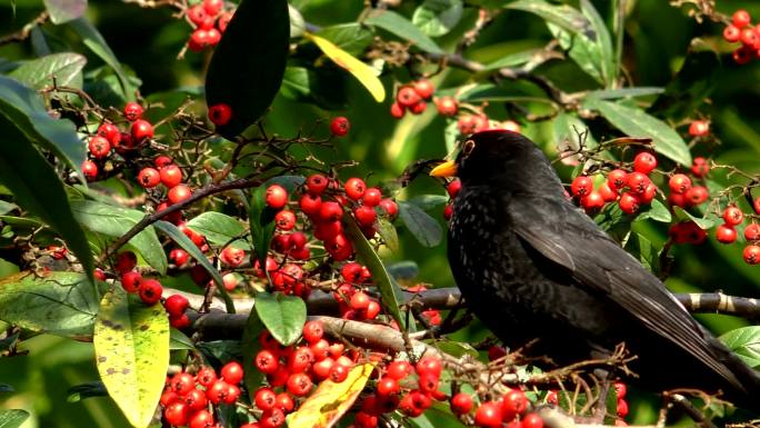 吃红色浆果的黑鸟小鸟果实