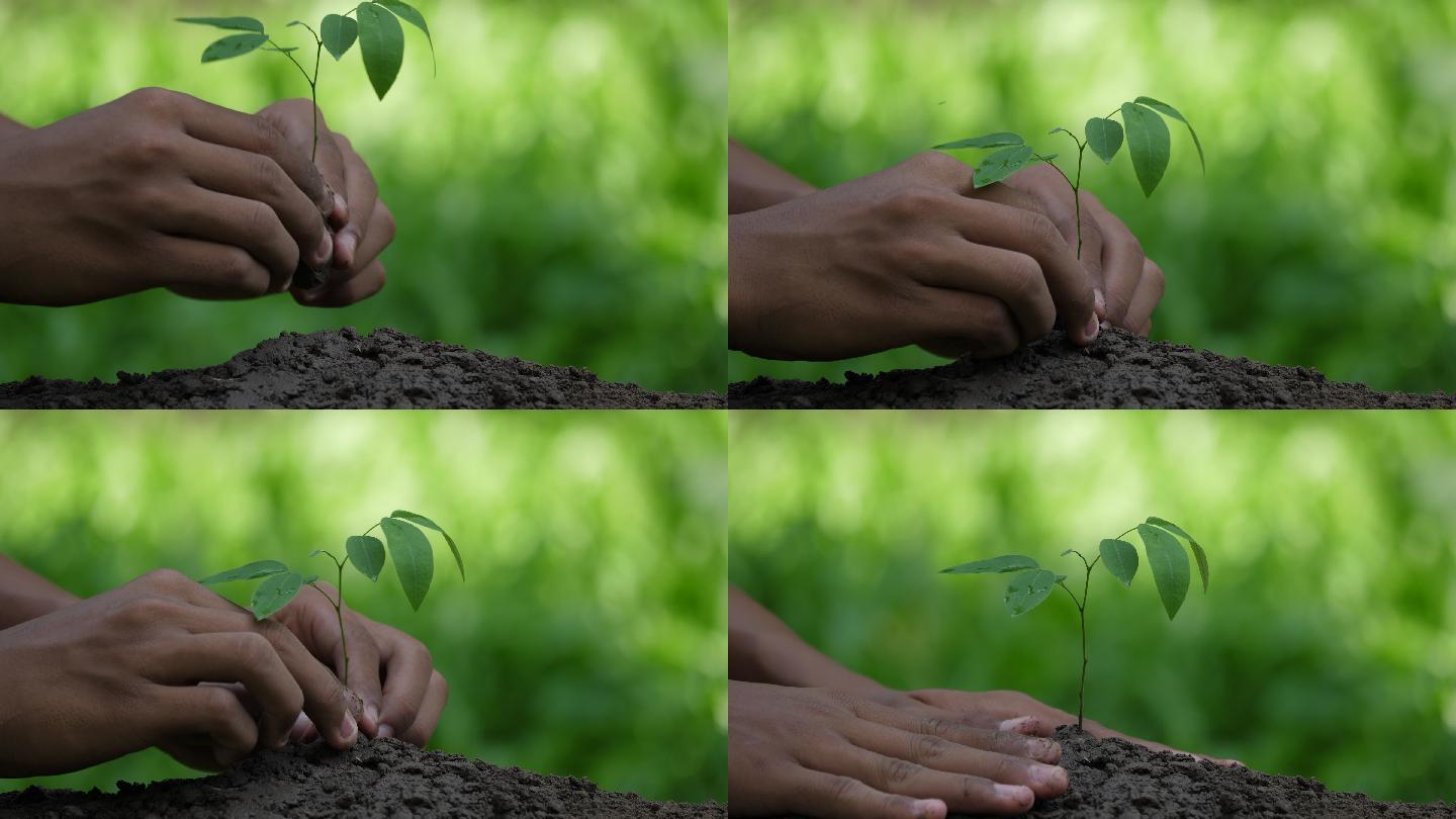 人工种植幼树栽培种子新生命