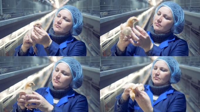 女性家禽饲养专家外国妇女小鸡养殖场