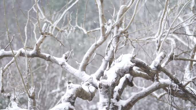 冰雪、下雪天气