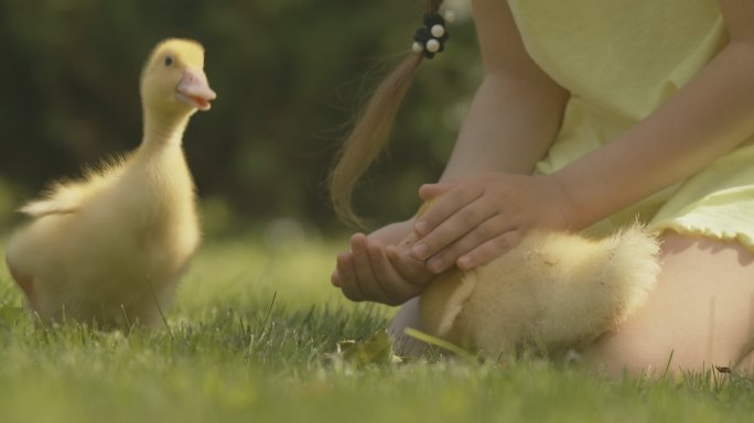 一个女孩在户外喂养小鸭的特写镜头。
