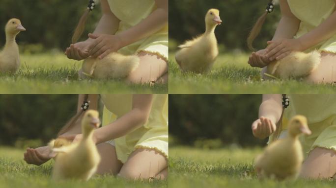 一个女孩在户外喂养小鸭的特写镜头。