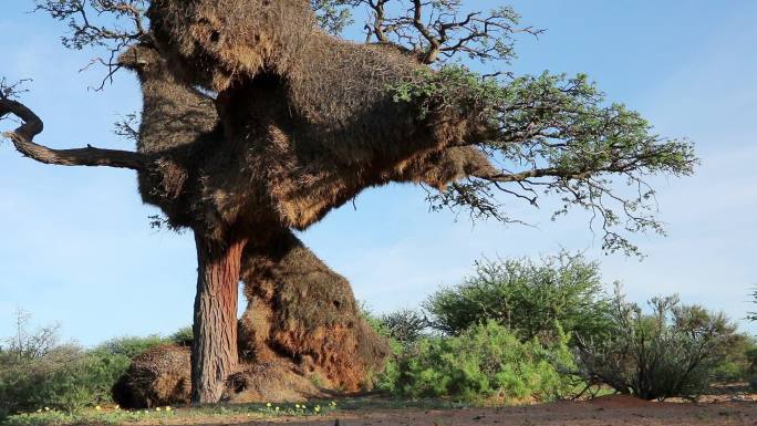 荆棘树，有巨大的公共编织巢