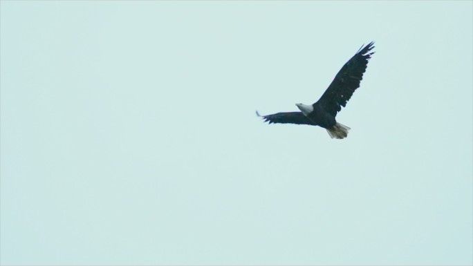 秃鹰在海岸森林上空缓慢飞行