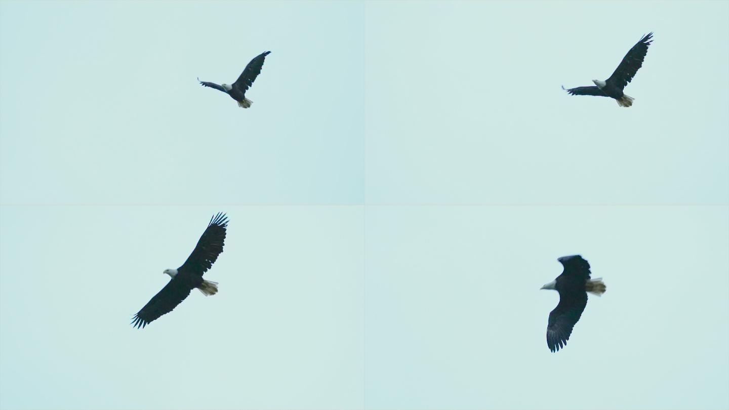 秃鹰在海岸森林上空缓慢飞行