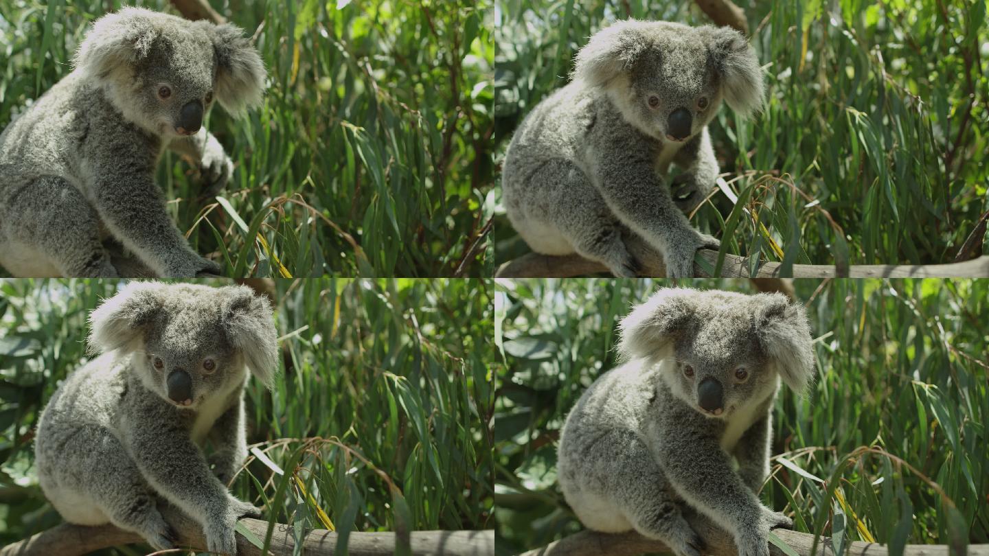 树上的考拉——澳大利亚