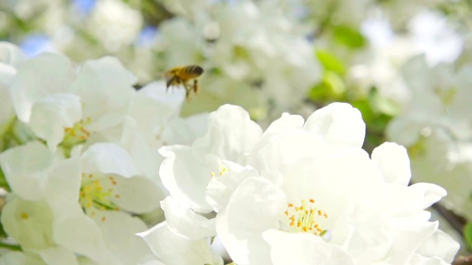 一只蜜蜂从苹果花上采集花粉