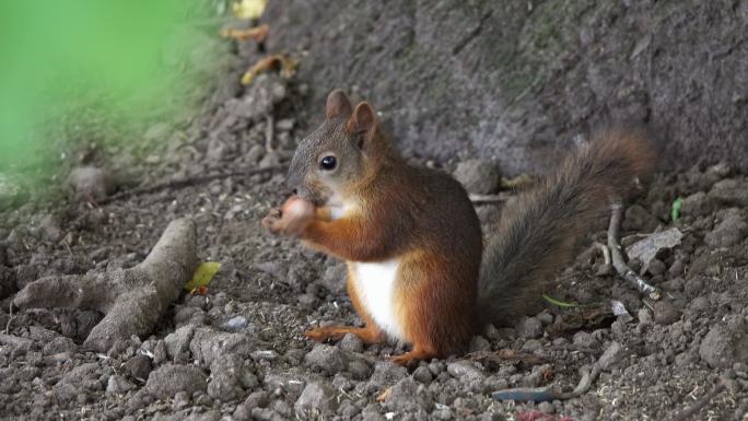 松鼠在吃坚果记录自然生物