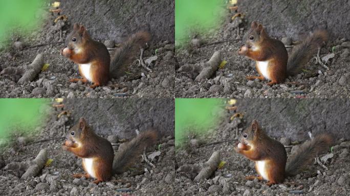 松鼠在吃坚果记录自然生物