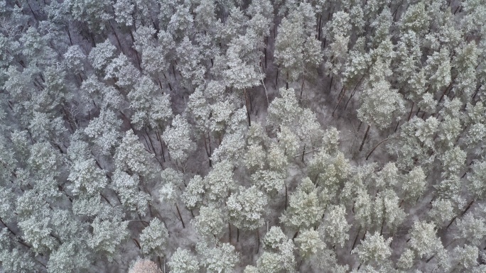 冬季松树雪林纹理树林