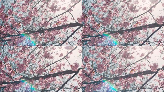 蓝天樱花树视频素材