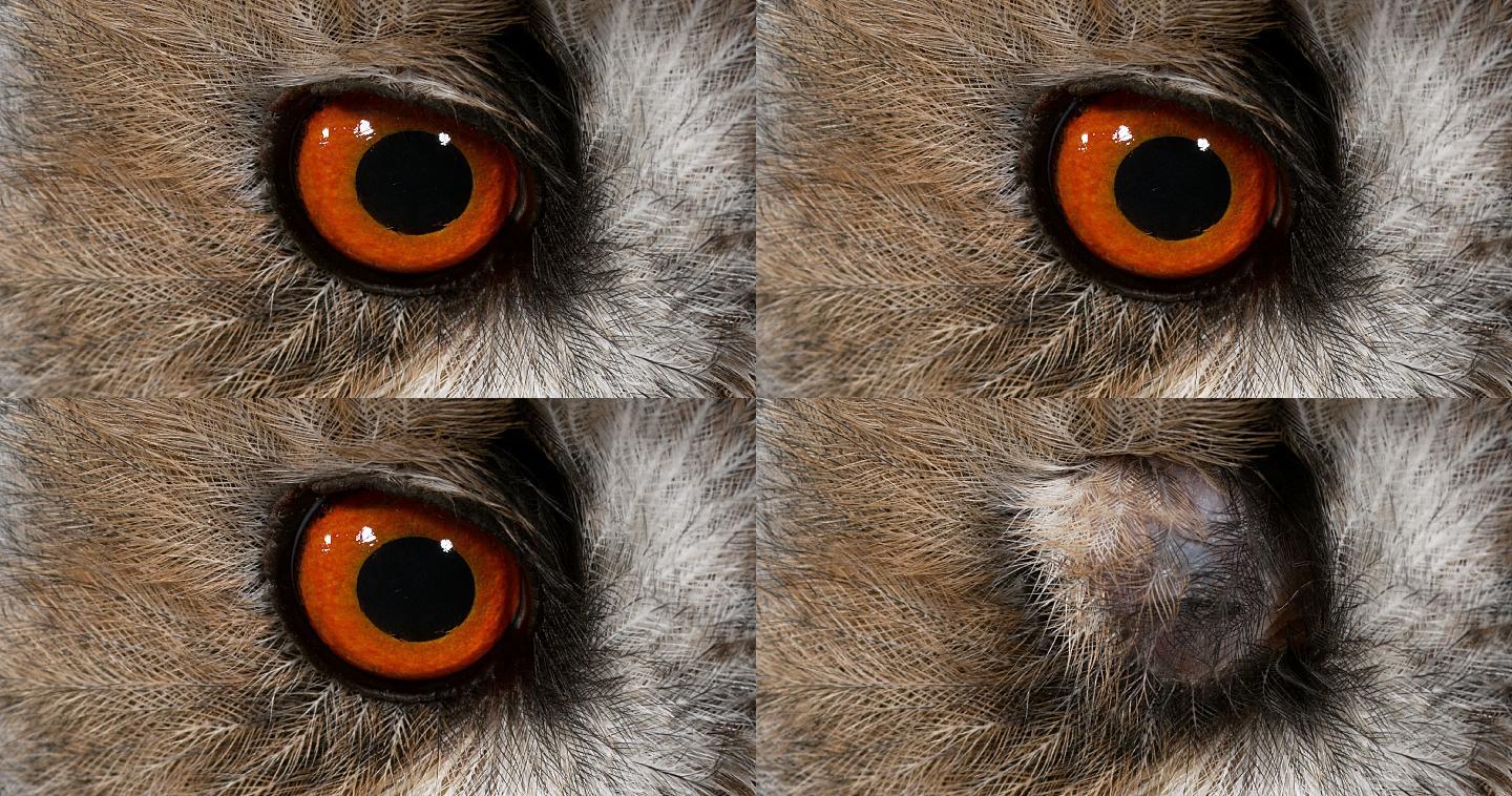 长耳猫头鹰微观微距野生动物眼部