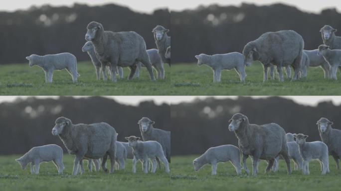澳大利亚农场放牧的绵羊
