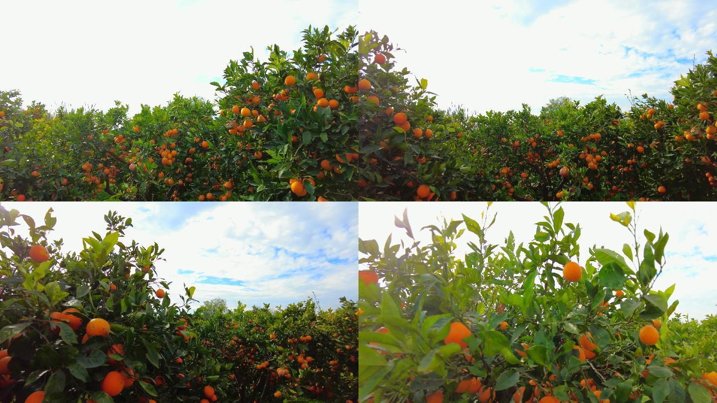 意大利柑橘园橘子树水果树丰收采摘丰产