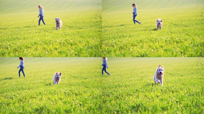 可爱的小狗在阳光明媚的田野上散步