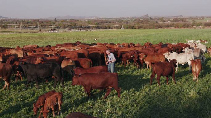 农民用平板电脑检查农场放养的牛