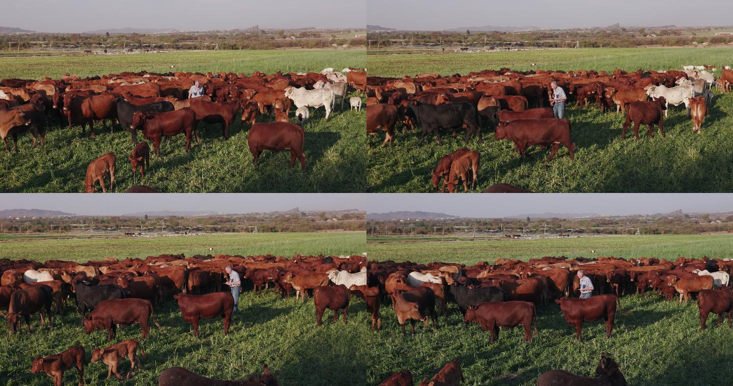 农民用平板电脑检查农场放养的牛