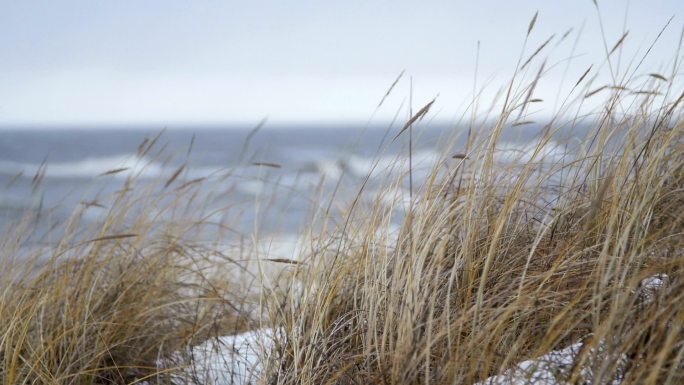 薄薄的海滩草在风中摇曳