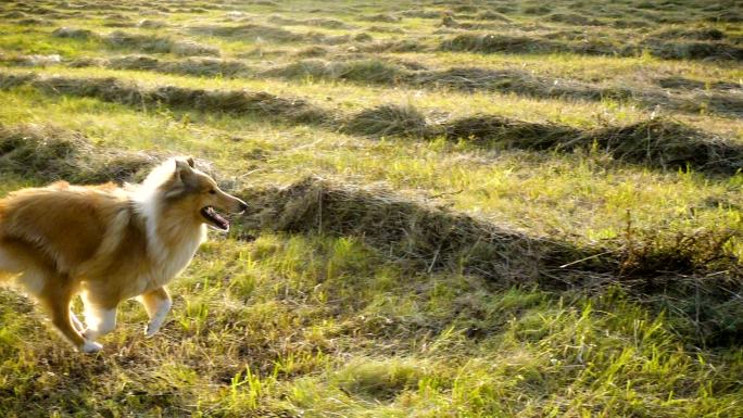 牧羊犬在绿野上奔跑