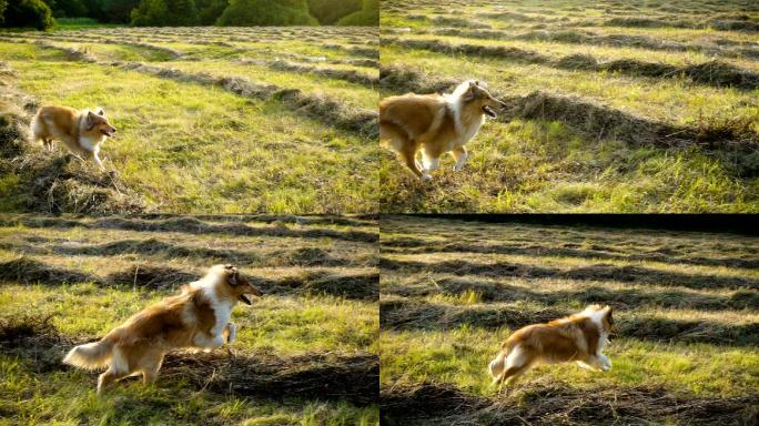 牧羊犬在绿野上奔跑