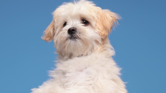 毛茸茸的小比熊小狗