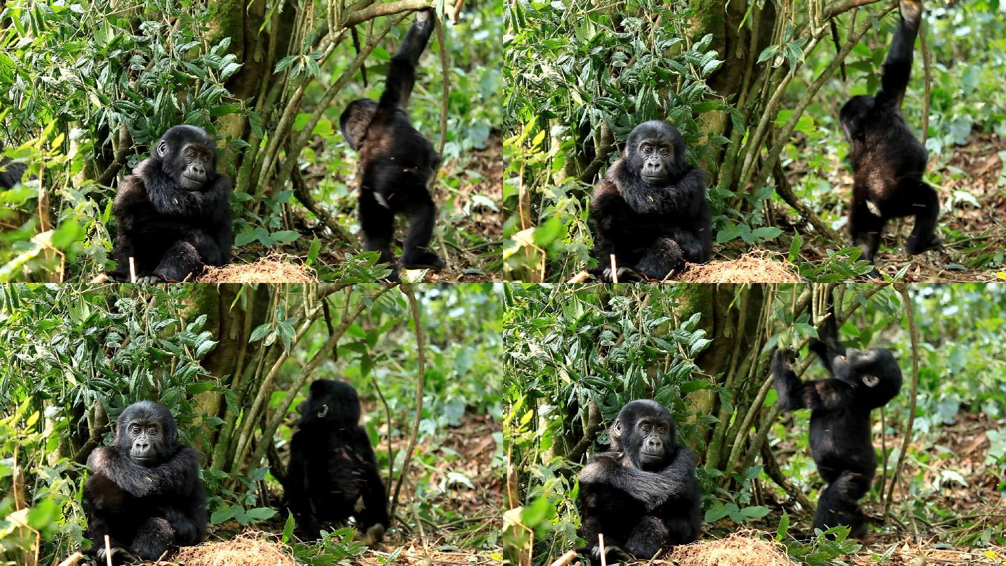 野生大猩猩幼崽小猩猩玩耍动物世界