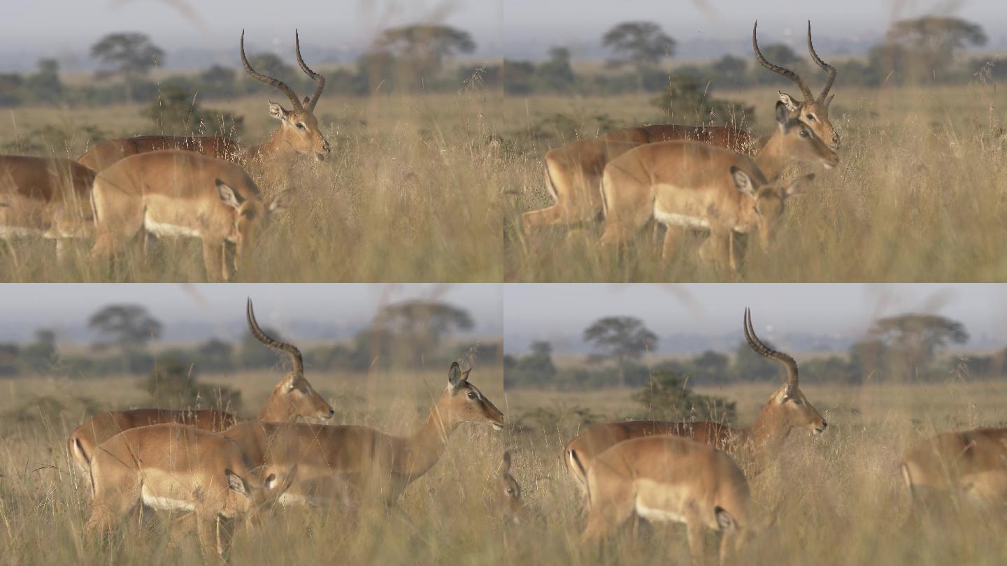 雌性黑斑羚野生动物世界国家保护大自然非洲
