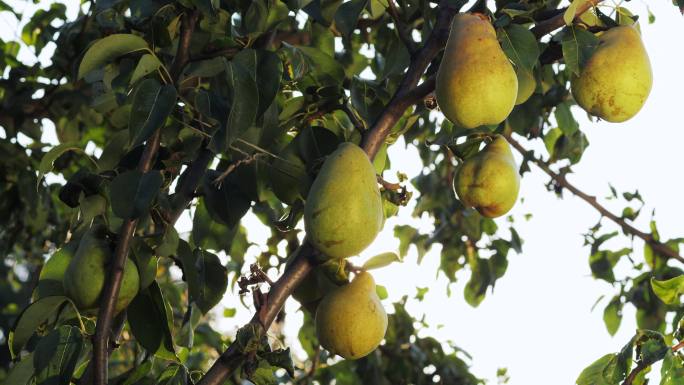 树枝上成熟的梨可口诱人丰收收获