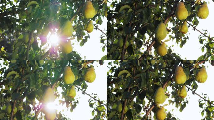 树枝上成熟的梨可口诱人丰收收获