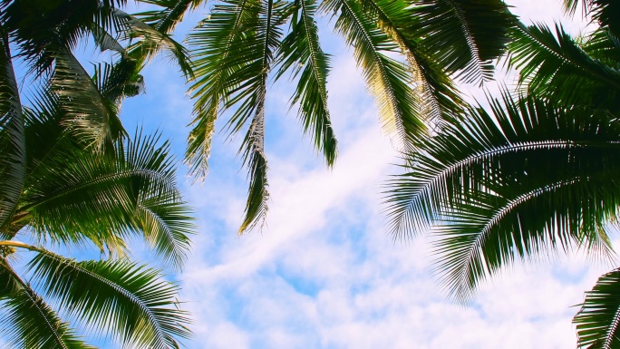 天空中的热带椰子树
