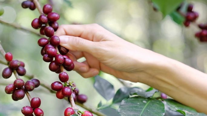 农民从咖啡树上摘成熟的红色咖啡果