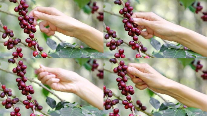 农民从咖啡树上摘成熟的红色咖啡果