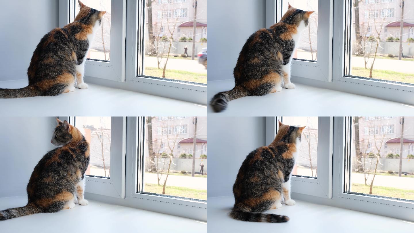 坐在窗台上的三色猫