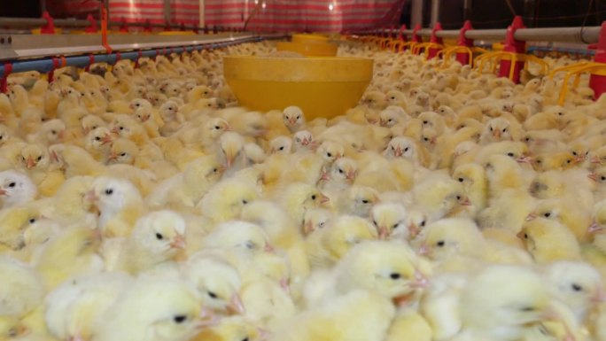 养殖中的黄雏鸡视频素材家禽养殖场饲养
