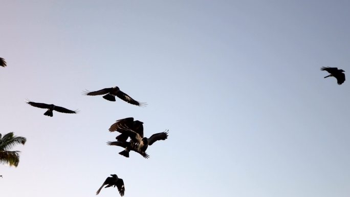 可爱的乌鸦慢动作升格镜头飞翔一群