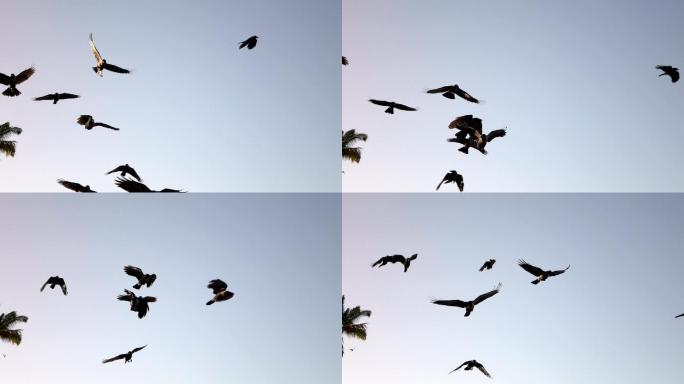 可爱的乌鸦慢动作升格镜头飞翔一群