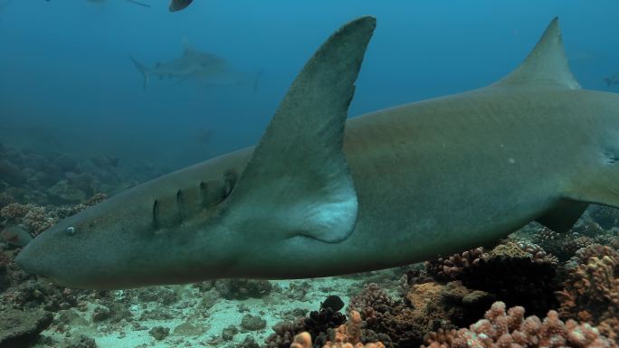 太平洋中的护士鲨海底渔业捕鱼濒危物种
