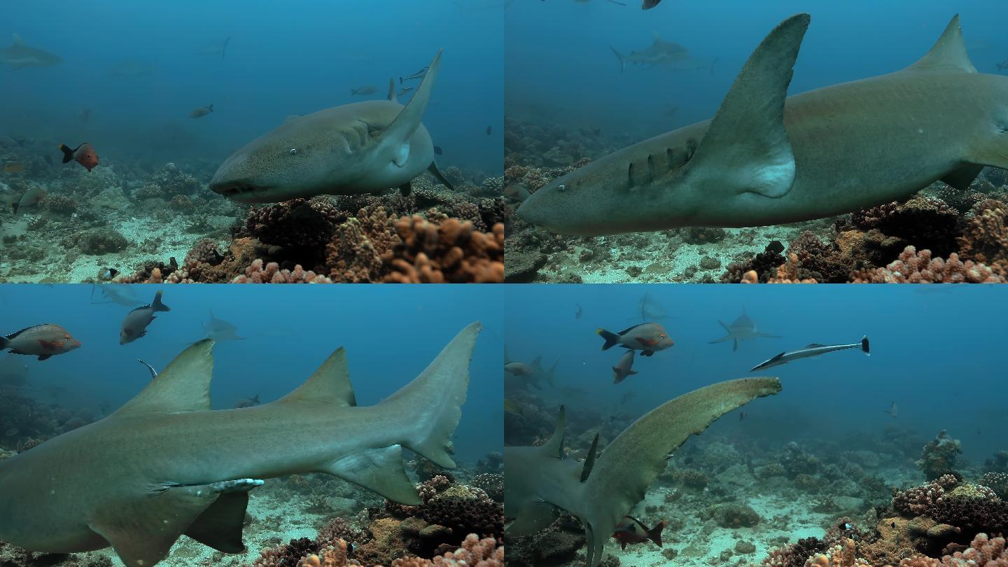 太平洋中的护士鲨海底渔业捕鱼濒危物种
