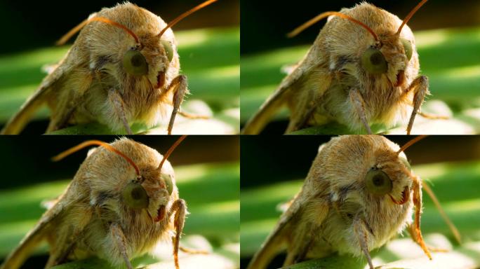 毛茸茸的飞蛾