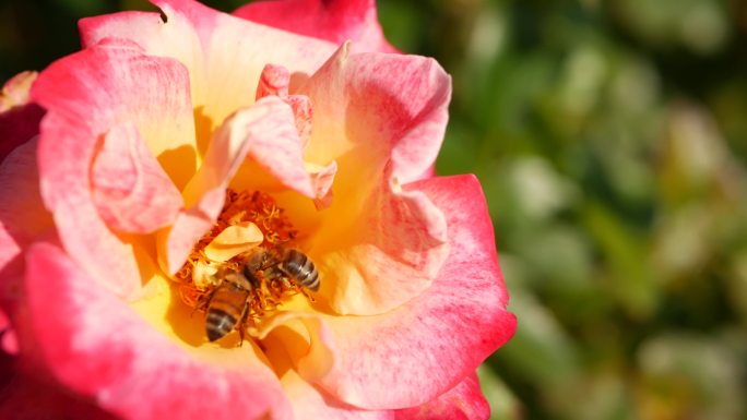 蜜蜂采集花粉视频素材