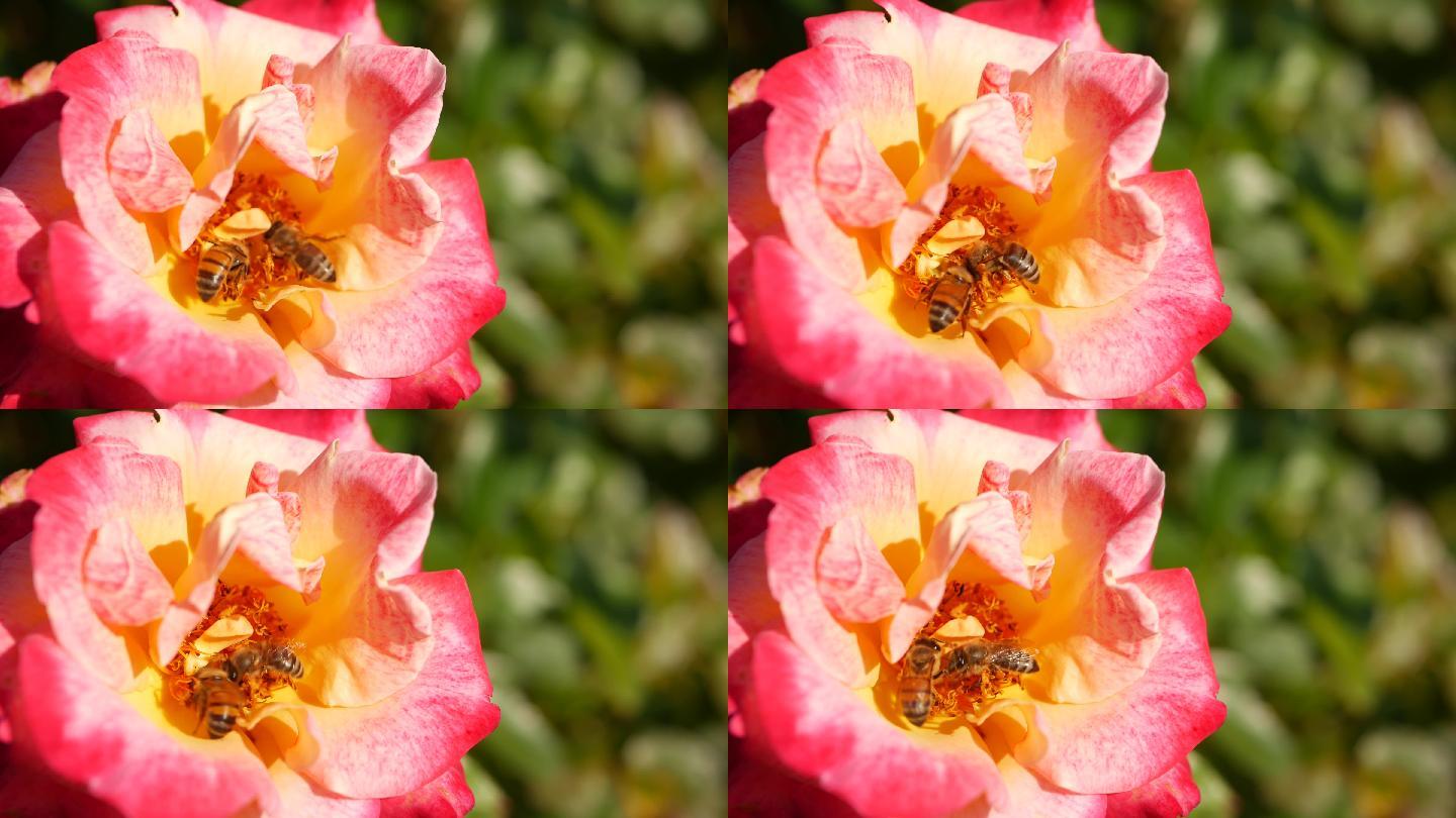 蜜蜂采集花粉视频素材