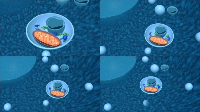 细胞自噬或细胞清洗过程