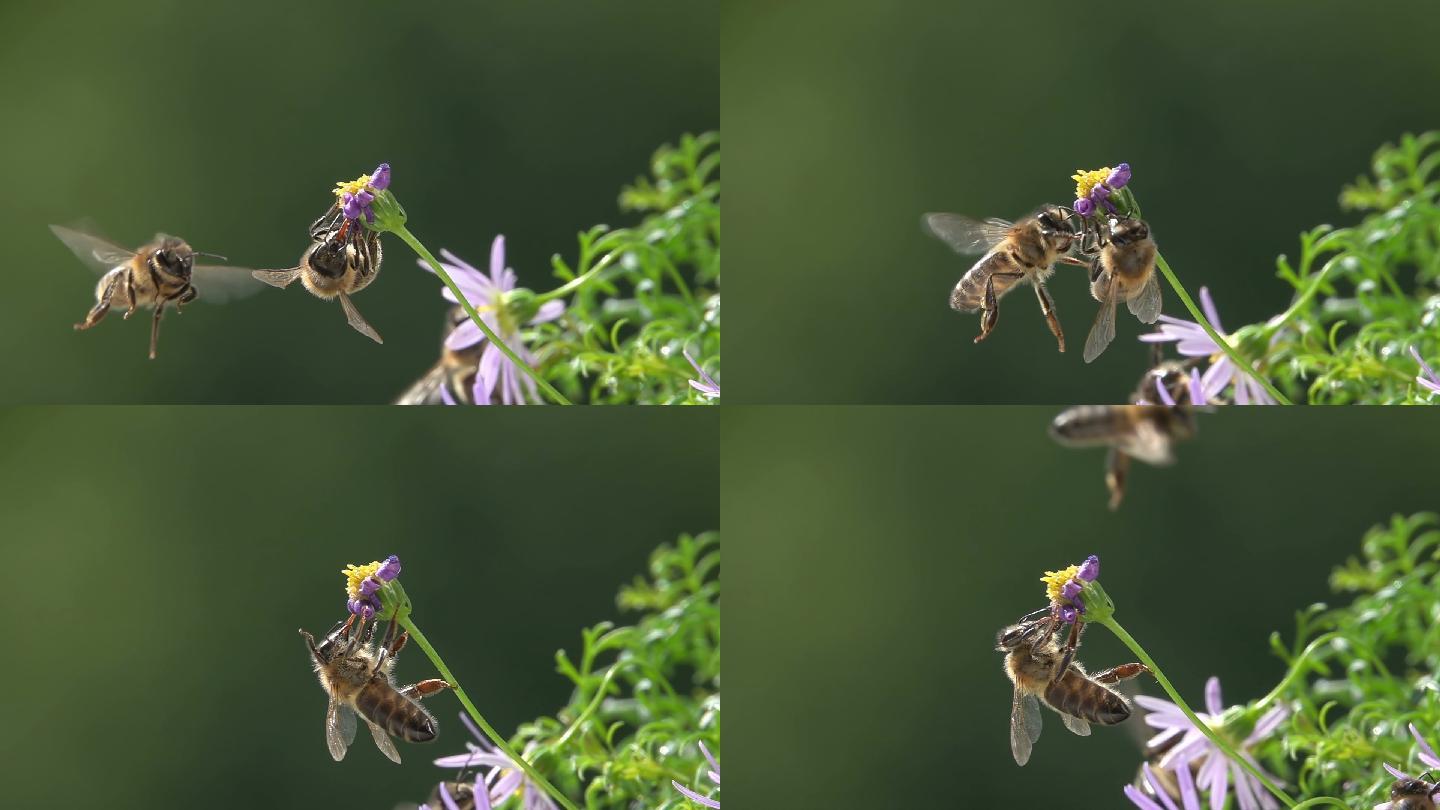 小花上的蜜蜂采蜜慢动作煽动翅膀