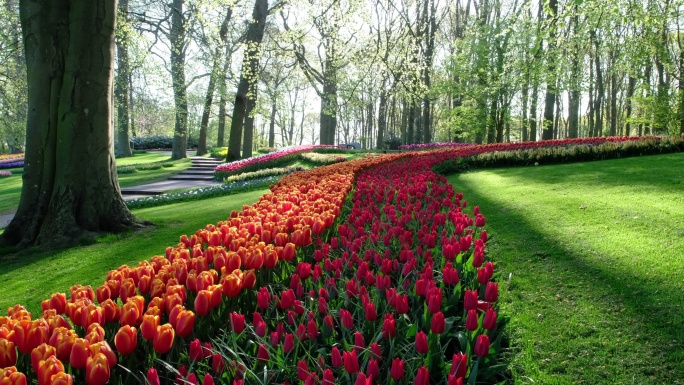 荷兰公园的郁金香花海春天百花绽放唯美樱花