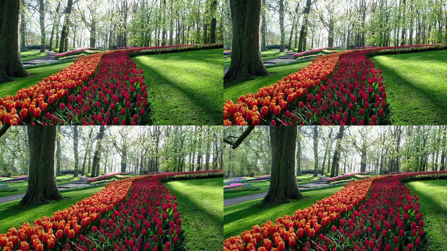 荷兰公园的郁金香花海春天百花绽放唯美樱花