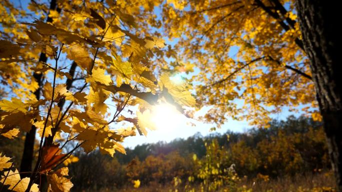 日落时，公园里的草坪上覆盖着黄色树叶。